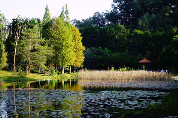华南植物园水塘小亭