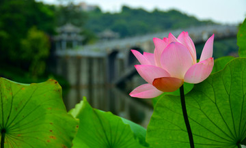 荷花