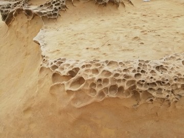 台湾新北野柳地质公园化石