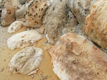 台北台湾野柳地质公园化石
