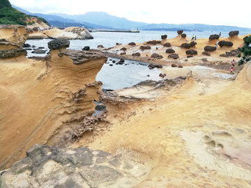 台北台湾野柳地质公园化石