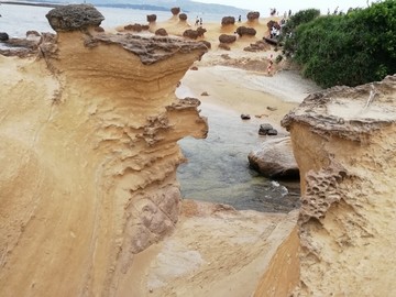 台北台湾野柳地质公园化石