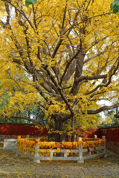 山东日照莒县浮来山风景区