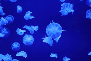 水母