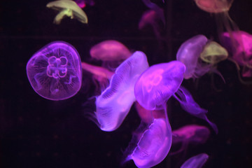水母