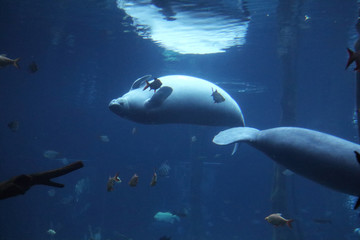海牛