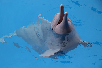 海豚