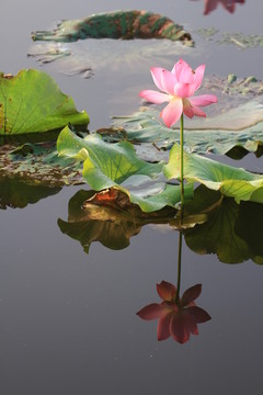 荷花倒影