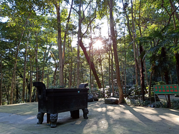 夏日竹林