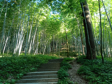 夏日竹林