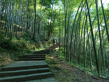 夏日竹林