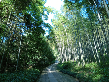 夏日竹林