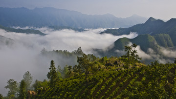 高山茶园