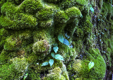 苔藓