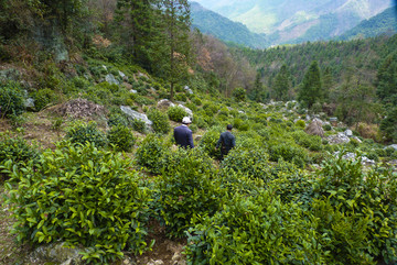 高山茶园