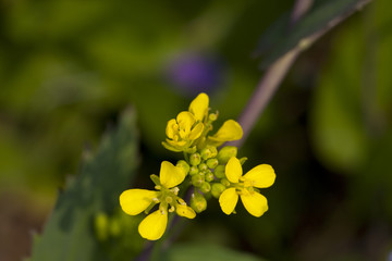 油菜花