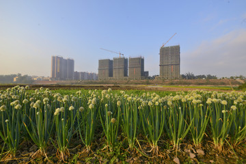 蔬菜种植