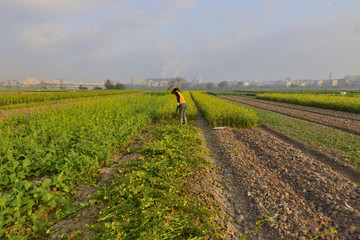 蔬菜种植