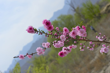 桃花