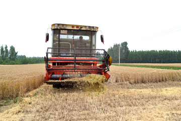 机械收割小麦
