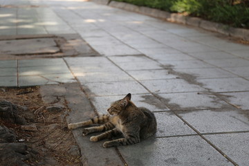 泰国大皇宫里的猫