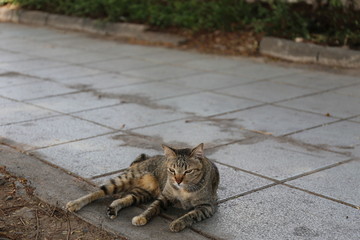 泰国大皇宫里的猫