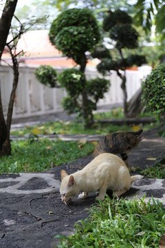 泰国寺院猫咪