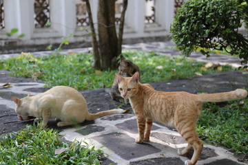 泰国寺院猫咪