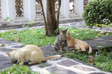 泰国寺院猫咪