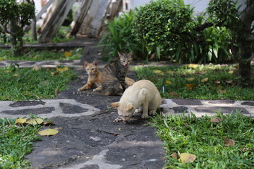 泰国寺院猫咪