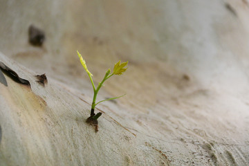 枯树新芽