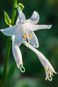 玉簪花