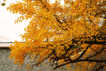 金黄色银杏树