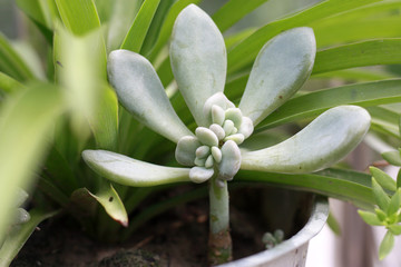 宝石花