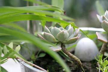 宝石花