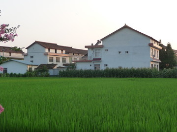 新农村