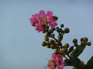 紫薇花