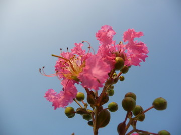 紫薇花