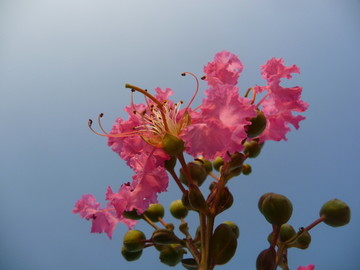 紫薇花