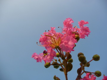 紫薇花
