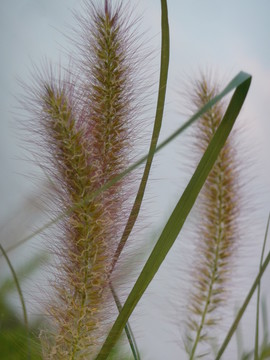狗尾草