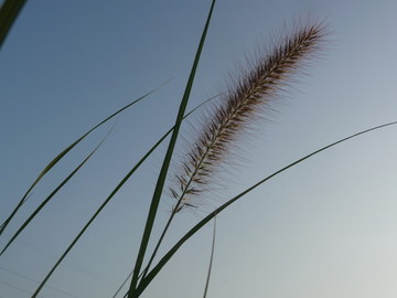 狗尾草