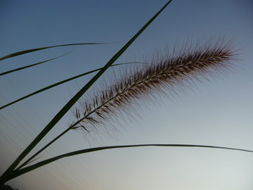 狗尾草
