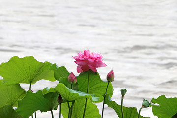荷花