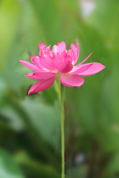 一朵荷花