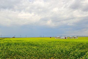 青海油菜花