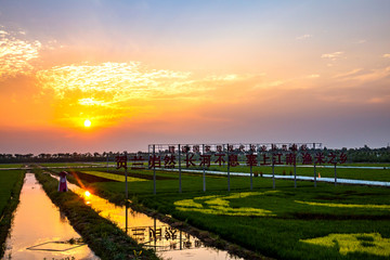 宁夏贺兰稻鱼空间