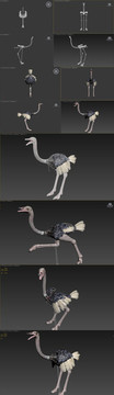 模型驼鸟3种姿态
