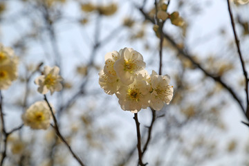 北方春天的梅花