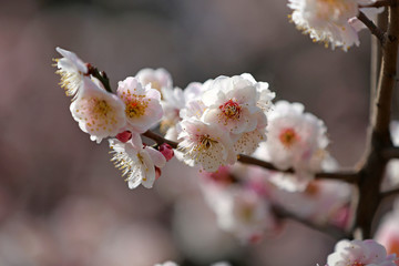 北方春天的梅花